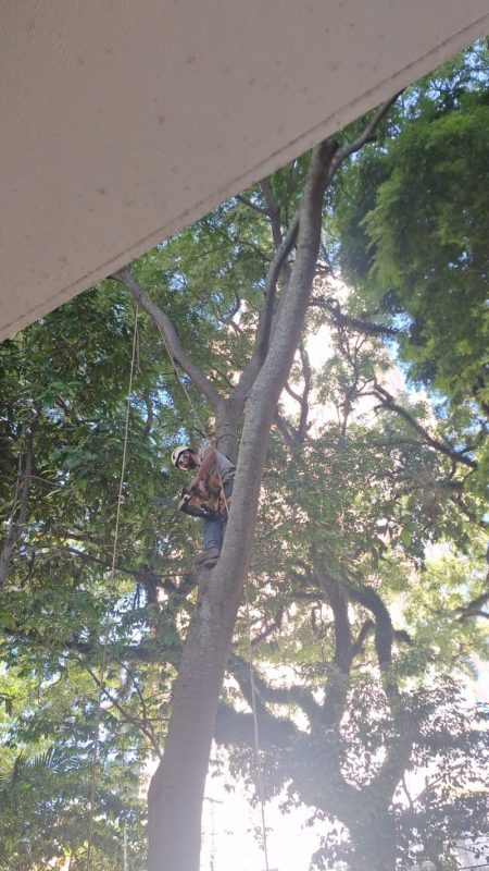 Corte de arvore com remoção , poda de manutenção
